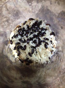 VERY CLEAN CHINESE WEEVIL!  (Gorgojos Chinos) 100 plus UNITS x $ 20.00