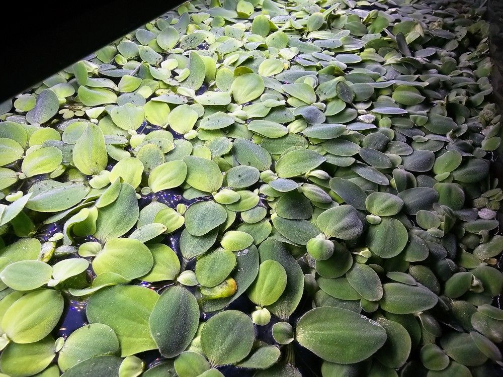 Mini Water Lily For Sale | Aquarium Plants | Floating Aquarium Plants