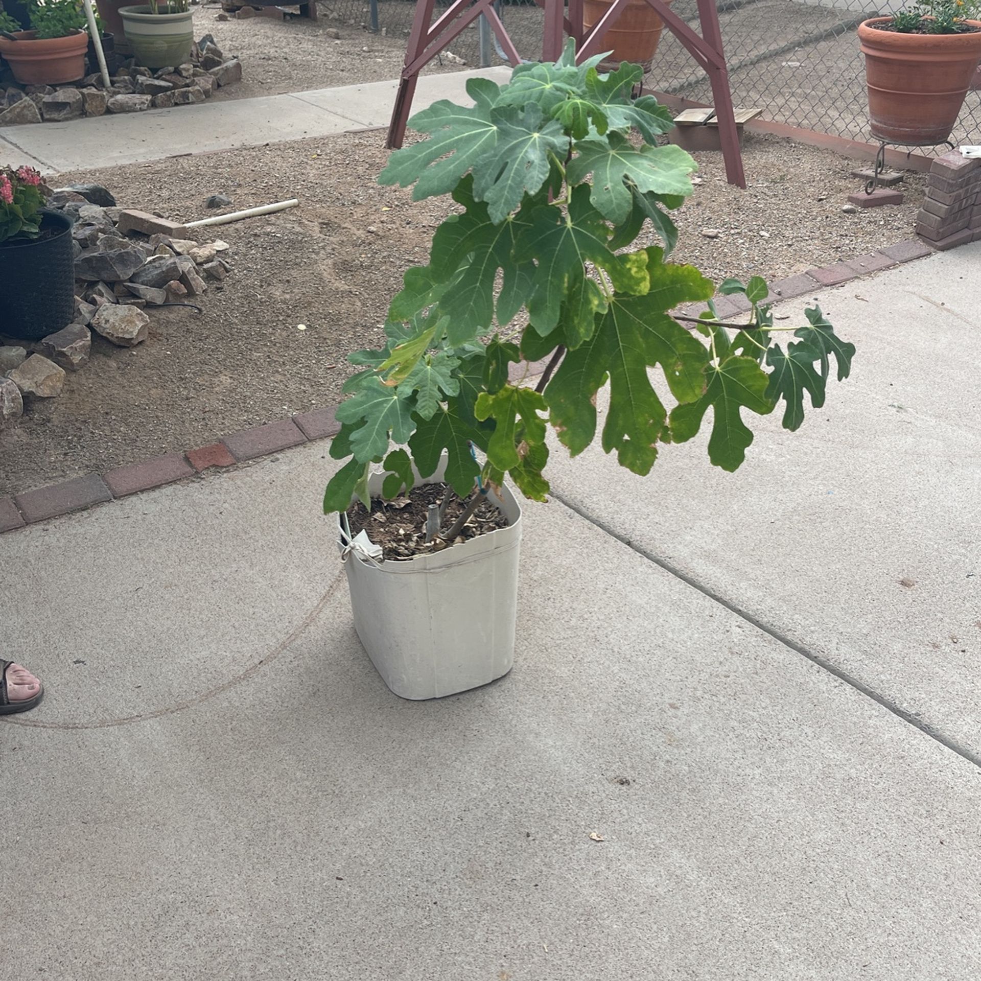 Fig Tree $30