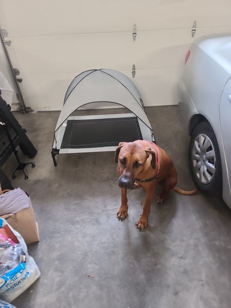 Elevated Dog Bed Cot With Removable Canopy Cover