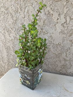 Elephant Bush/Portulacaria afra in glass pot