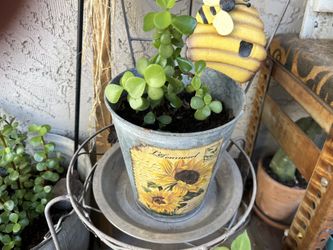 Very healthy elephant ears in a sunflower pot