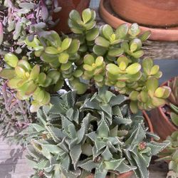 Succulent Arrangement 