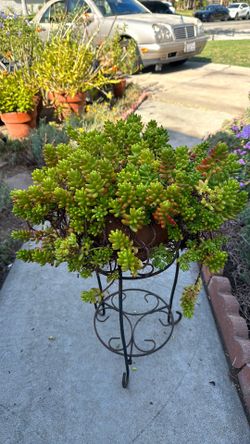 Rubrotinctum succulent plant