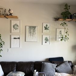 Framed Plant Paintings