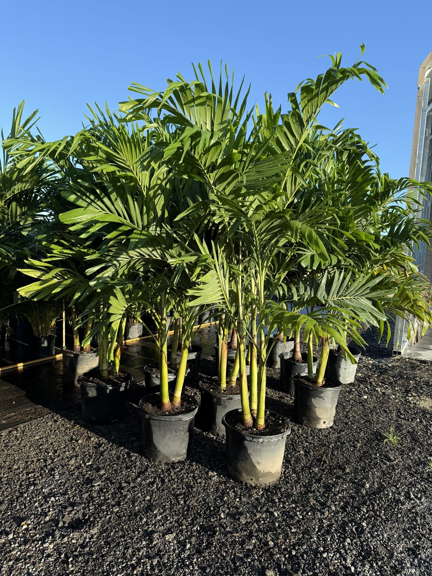 Christmas Palms 6-7 Ft