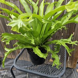 Bird's Nest ferns in hanging basket 8 "pot live plants