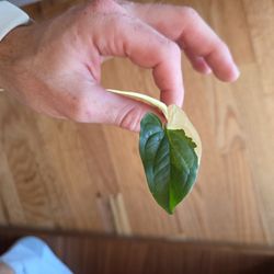 Syngonium Albo Cutting