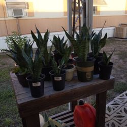 Snake Plant - Lengua De Suegra 