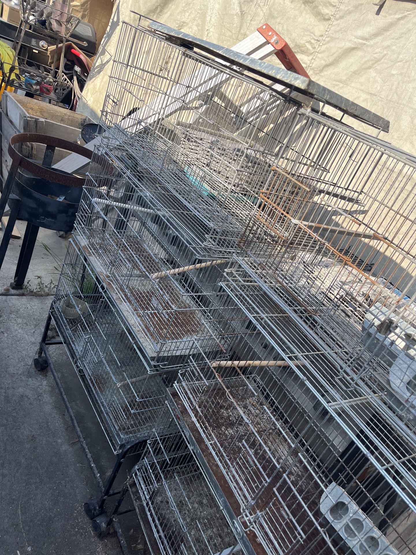 Bird Cages