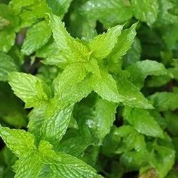 SPEARMINT HERB Seeds