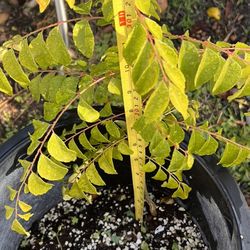 Curry Plants