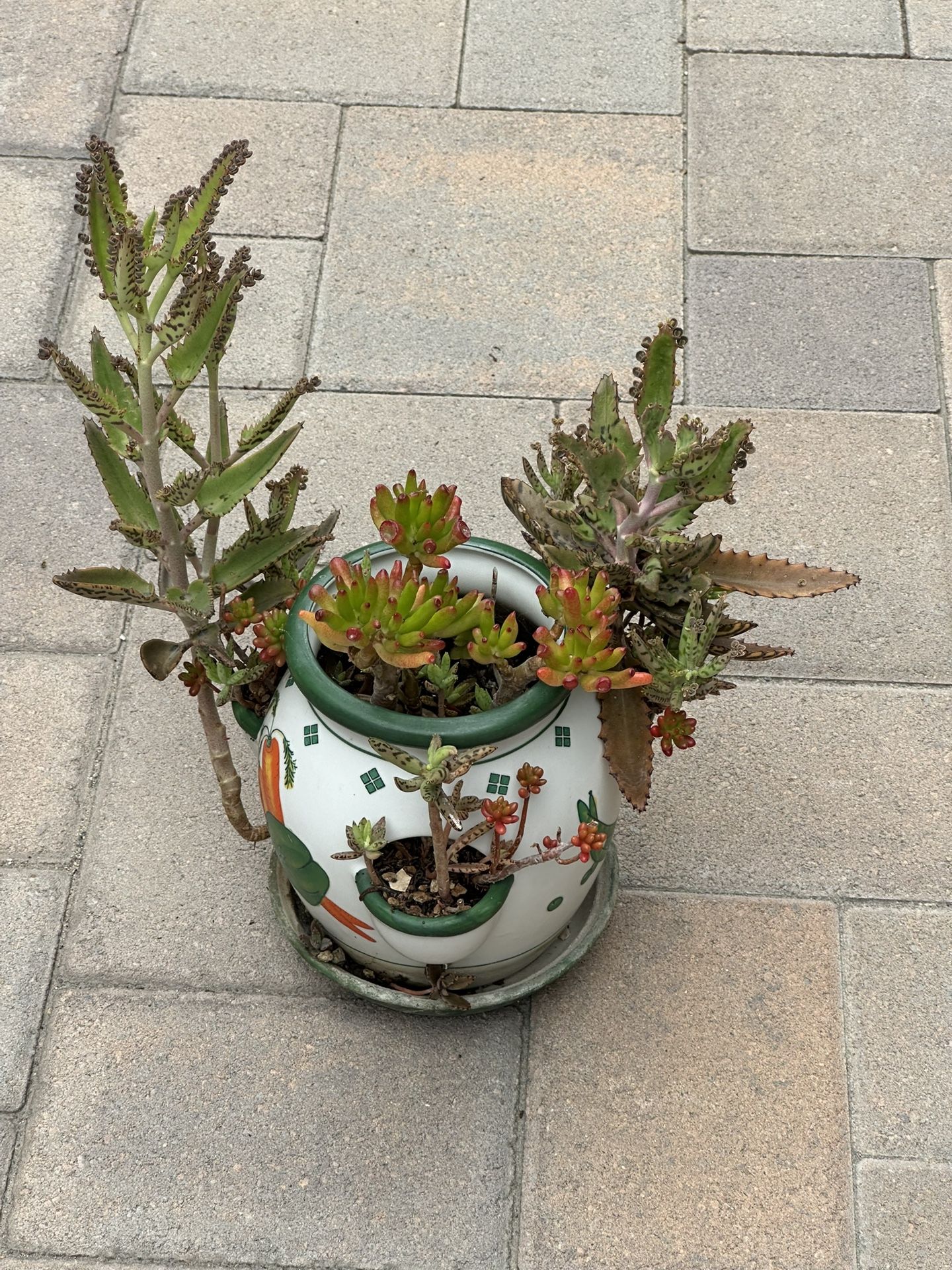 Assorted Succulent Plants