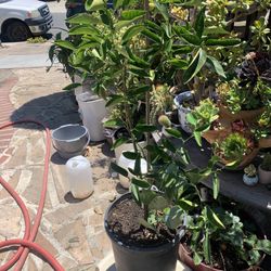Lemon Meyer Tree 58 Inch Tall.