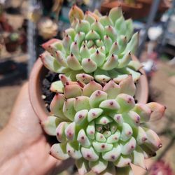 Beautiful Succulent In A Lovely Decorative Pot