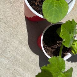 Zucchini plants