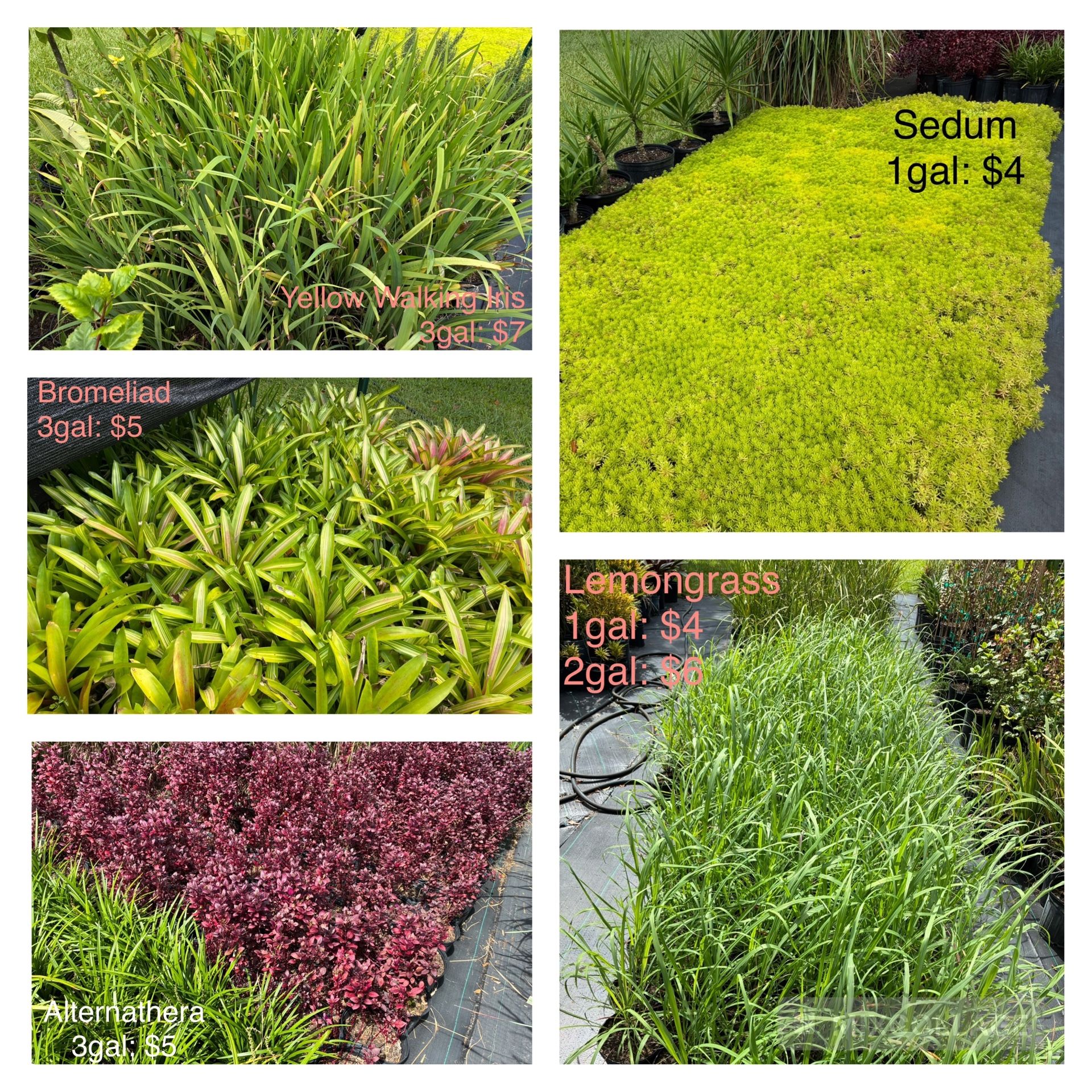 Lemongrass, sedum, alternathera, bromeliads, irises for sale!
