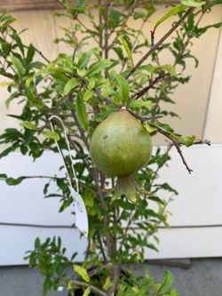 S1- Red Pomegranate Tree 紅石榴樹