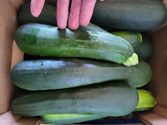 Family Farm Garden SURPLUS