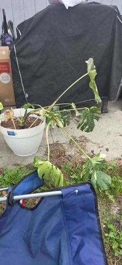 Thai constellation monstera