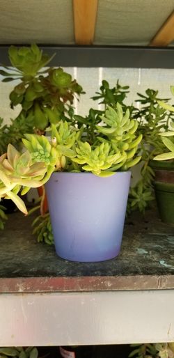 Suculent plant