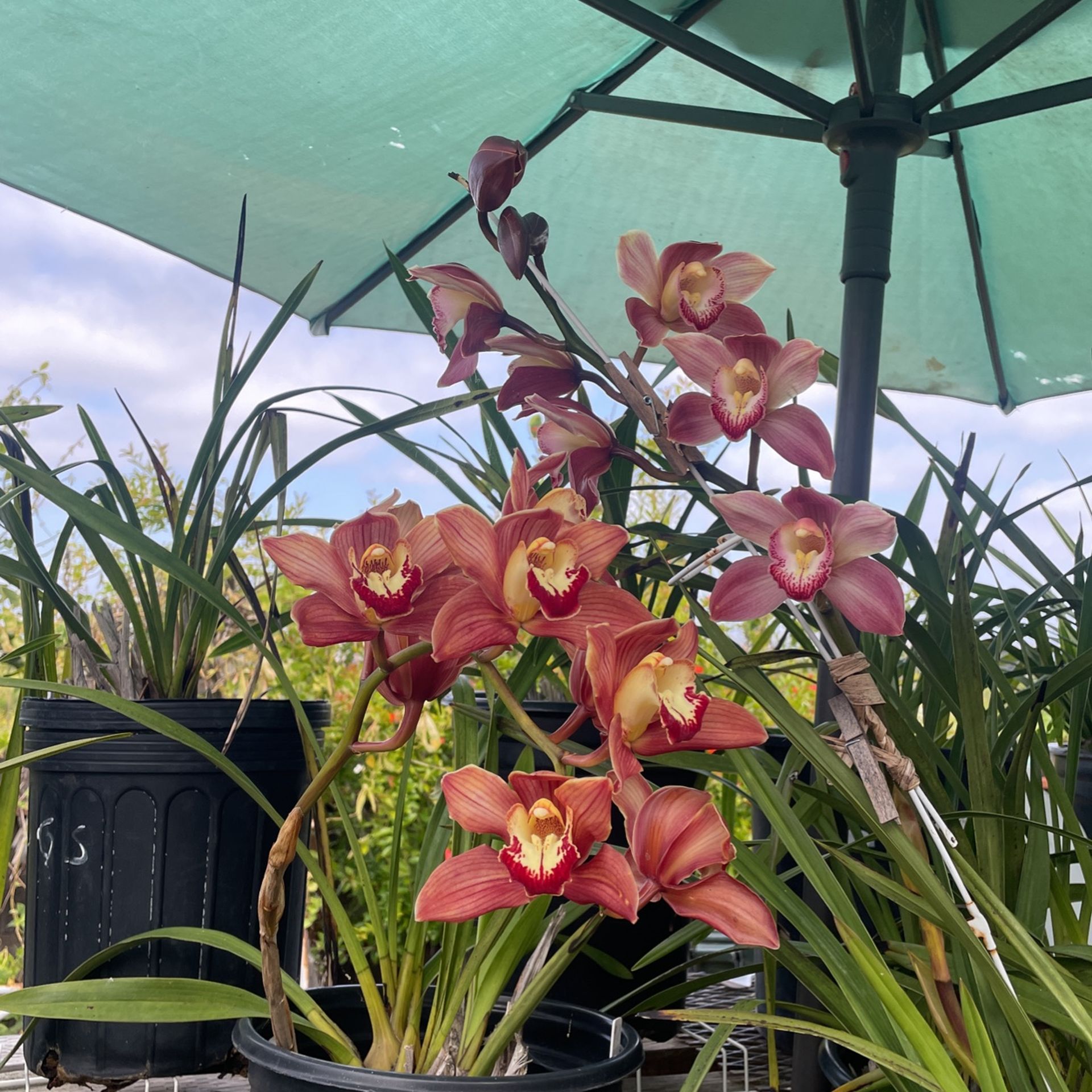 Large Cymbidium Orchids