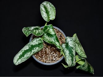 Scindapsus Exotica (Silver Satin Pothos)