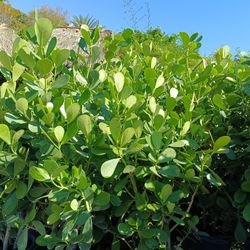 Clusia 7gl Overgrown 7gl 4.5ft Privacy Hedge Plants $23