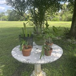 Table And All Plants 