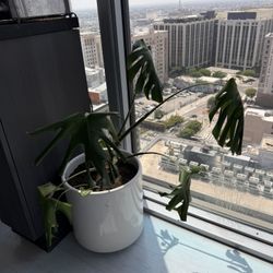 Monstera With Plantar Pot