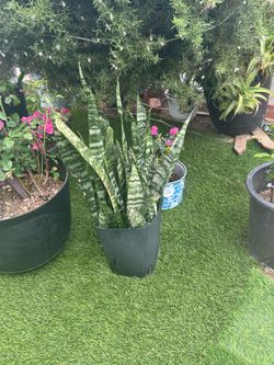 🌿🪴 Decorative Potted Plant for Sale 🪴🌿
