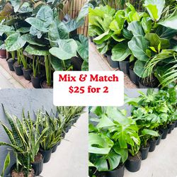 Plants (10”pot🌿2 for $25) Monstera, Snake plants, fiddle & alocasia🌿