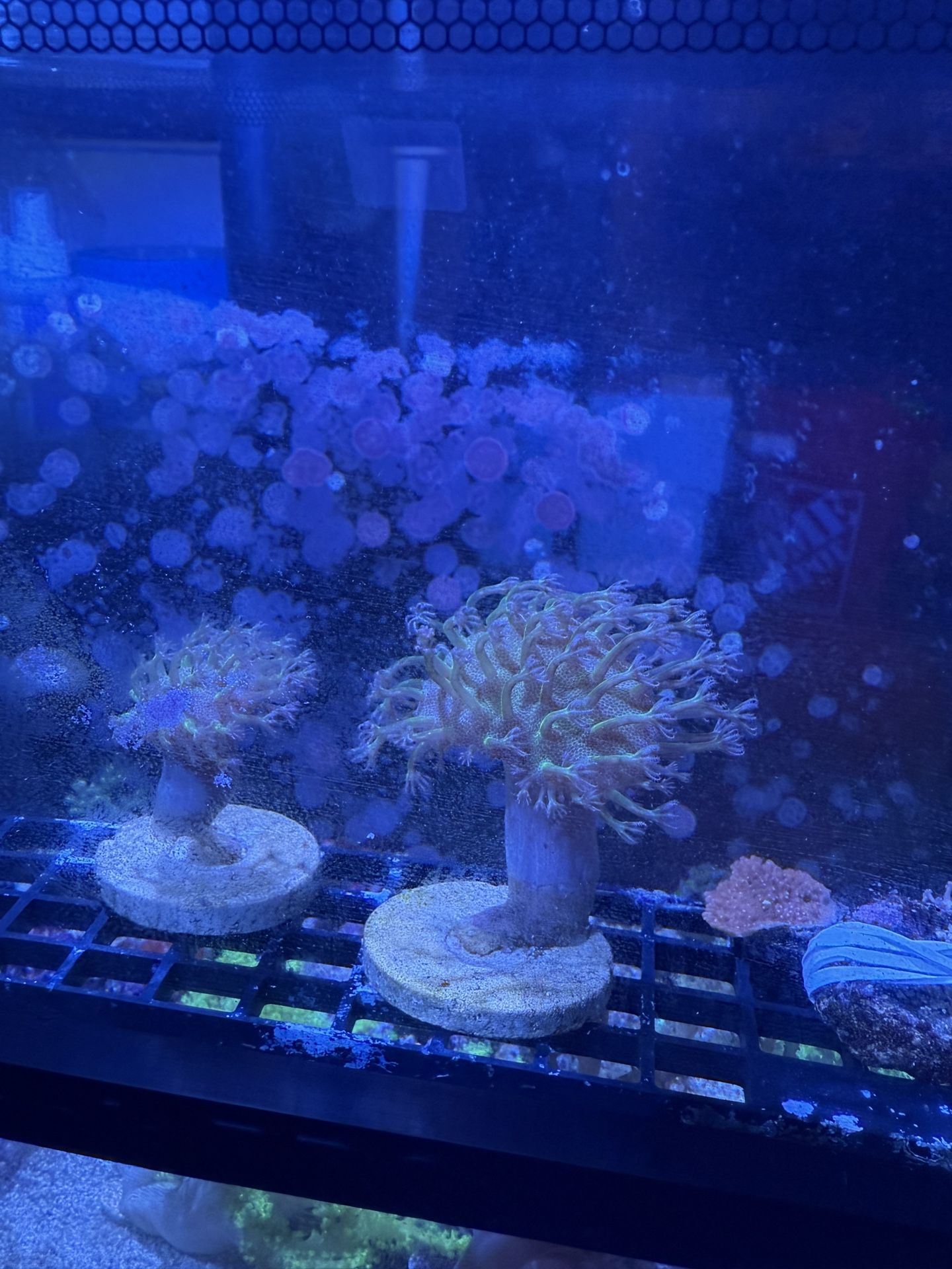 Saltwater Tank Reef Coral Decorations