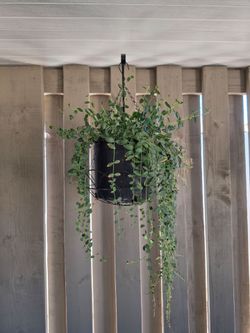 Hanging plants