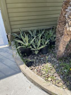 Planta Maguey $5