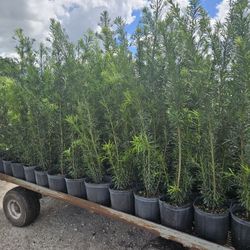 huge clusias About  4 +  feet tall  Instant Privacy Hedge For Fence Green Full 