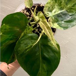 Variegated Heart Leaf Philodendron plant multiple rooted vines in the Pot
