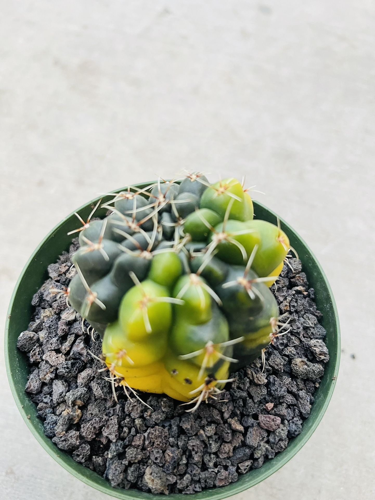 Gymnocalycium Baldianum 'Mooncactus”