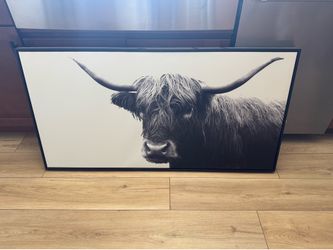 Cow picture