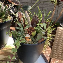 Squirrel Fairy Garden 