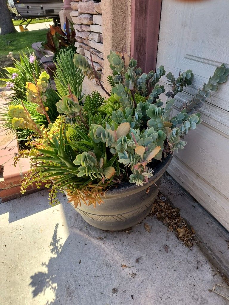 Ice Plants