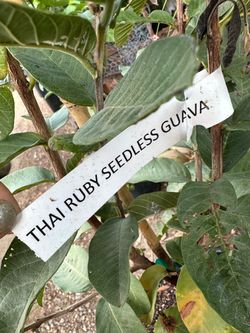 Ruby supreme guava, Thai Ruby Guanva