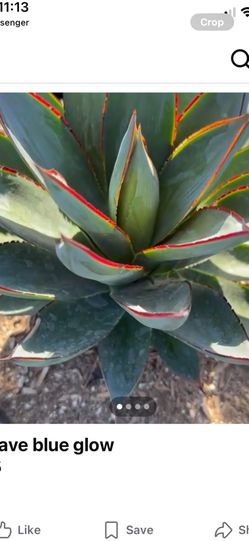 Agave blue glow
