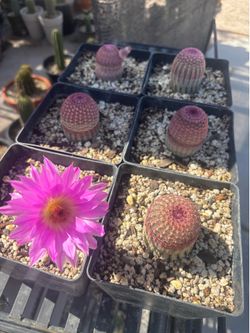 Rainbow Cactus.