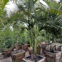 King Palms