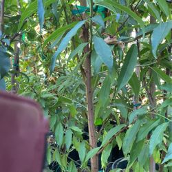 Peach Fruit Tree Yellow