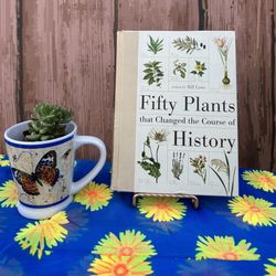 best plant as a gift Money Tree Plant | Plant Gifts