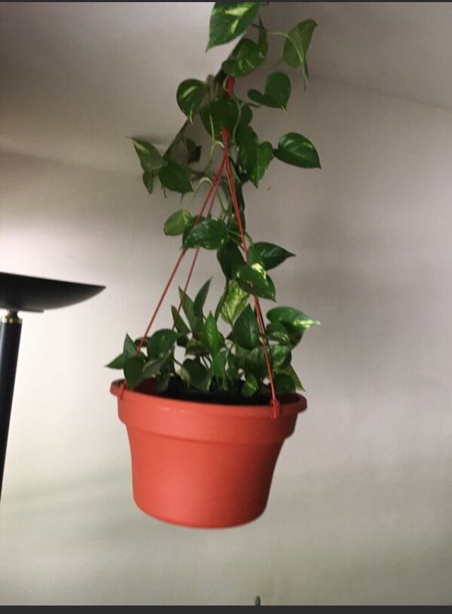 Devil's Ivy (Outdoor/ Indoor) all weather plant