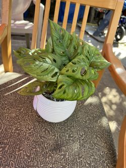 Plant For Sale 