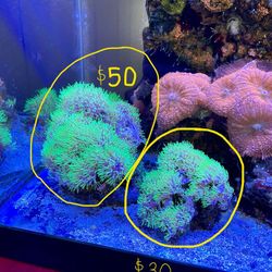 Salt Water Fish Tank Decorations 